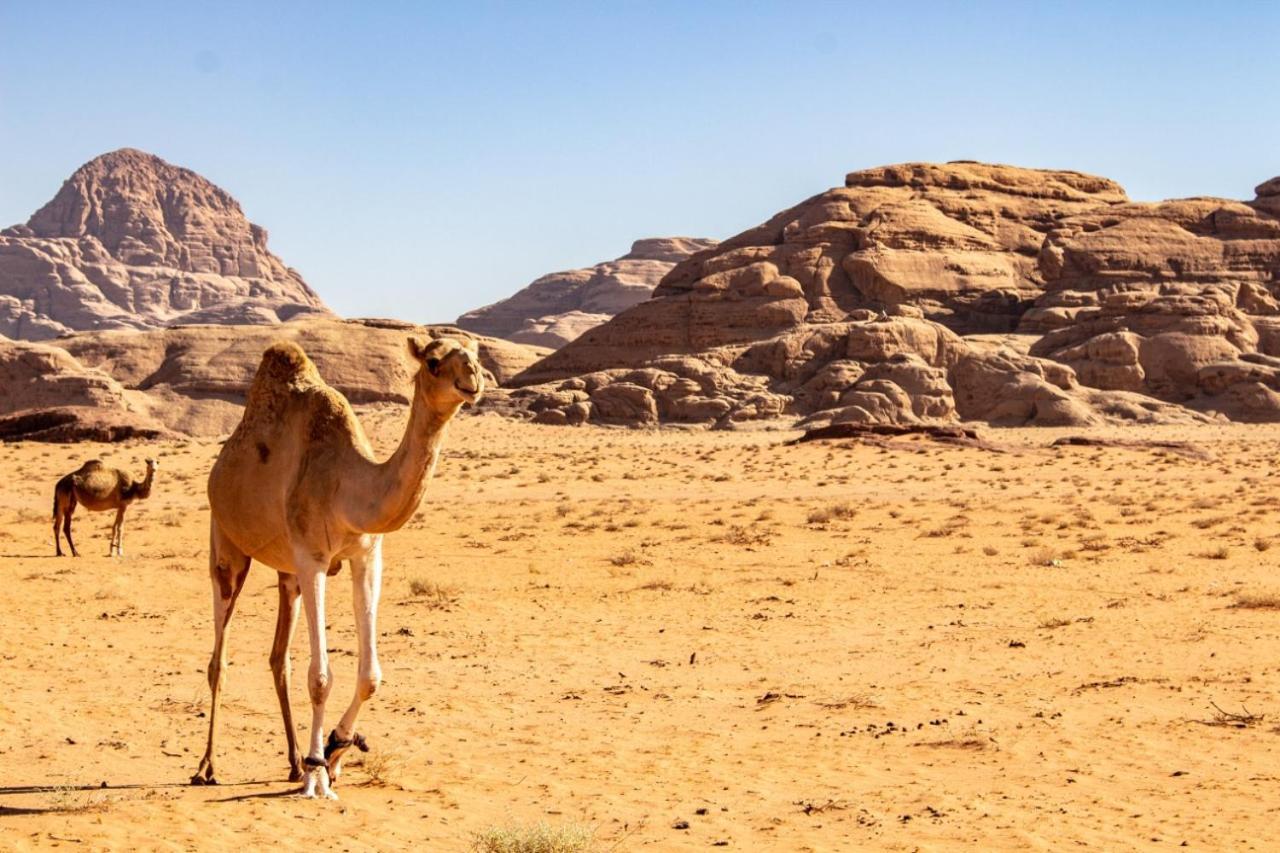 מלון וואדי רם Quite Bedouin Life מראה חיצוני תמונה